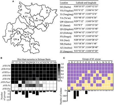 Loss and Natural Variations of Blast Fungal <mark class="highlighted">Avirulence</mark> Genes Breakdown Rice Resistance Genes in the Sichuan Basin of China